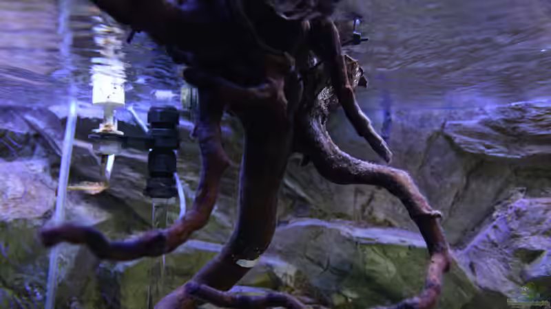 Die hängende Wurzel von skipper1202 (9)