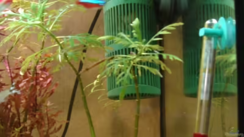 Die hässliche rechte Ecke von Wauz06 (6)