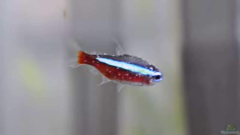 Die häufigste Krankheit von Zierfischen: Ichthyo