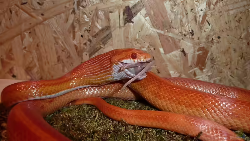 Die häufigsten Fehler bei der Haltung von Kornnattern