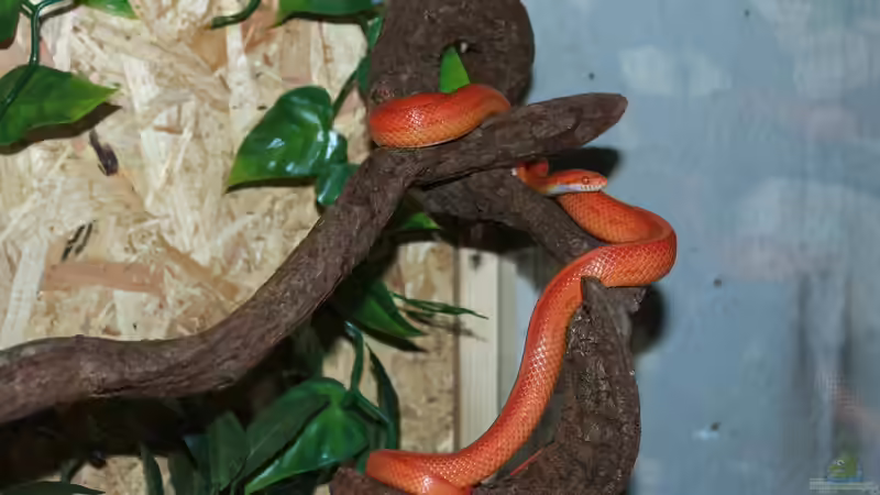 Die häufigsten Fehler bei der Haltung von Kornnattern