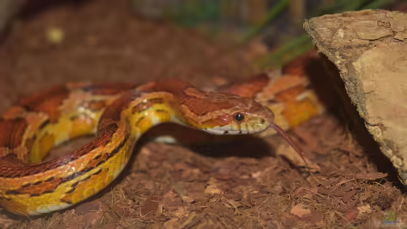 Die häufigsten Fehler bei der Haltung von Kornnattern