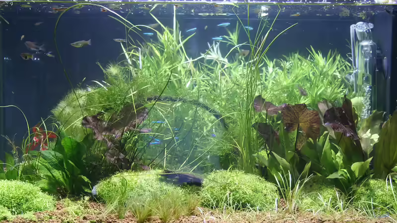 Die häufigsten Missverständnisse in der Aquaristik