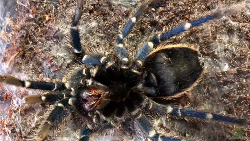 Die Häutung meiner Vogelspinne