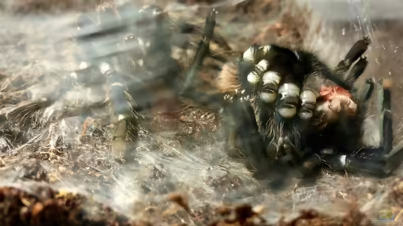 Die Häutung meiner Vogelspinne