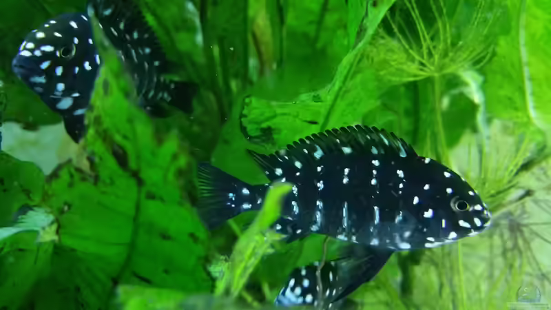 Die Halbstarken beim Spielen im Javafarn von Dukes Aquaristikexperimente (5)