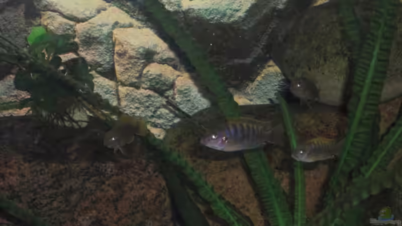 die halbstarken Hongi`s, 02.10.2009 von Malawi TOM (73)