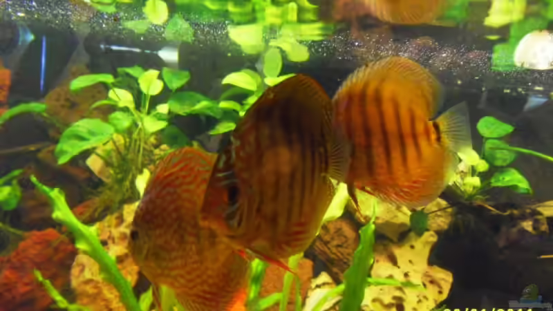 Die Halbstarken von Ulrich Sauerhering (85)