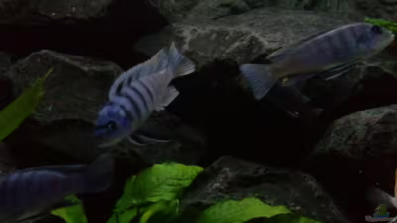 die Haras zeigen langsam ihre schöne Färbung von J.Co. (21)