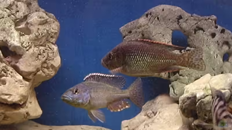 die hat ich mal von Matthias Knittel (8)