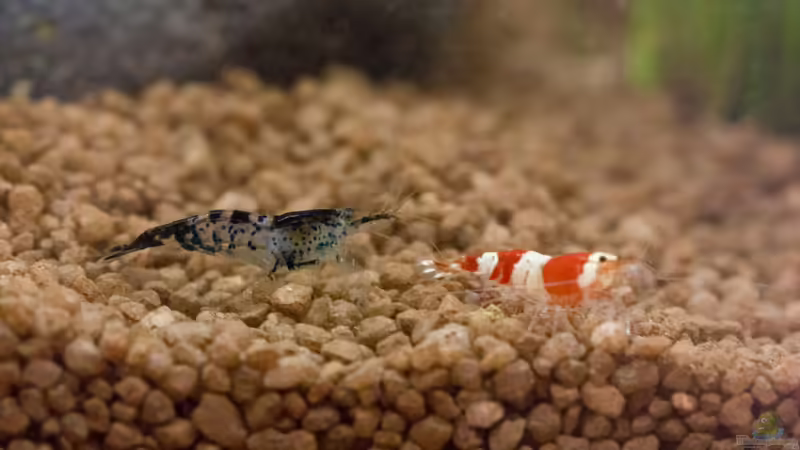 Die Hauptdarsteller von GoreSlayer (42)