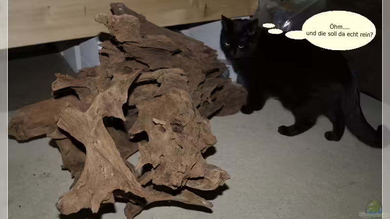 Die Hauptwurzel...Treffpunkt der Glaswelse von Botia (15)