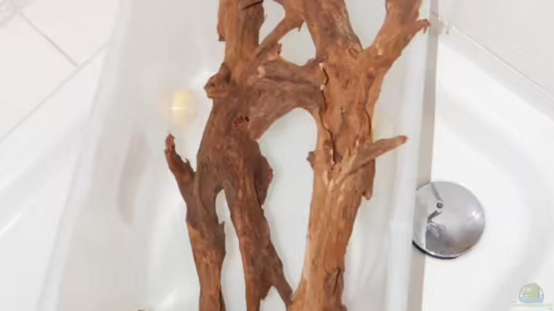 die ´Hauptwurzel´ gabs bei Pflanzen Kölle für 15,49 EUR von Berlin42 (46)