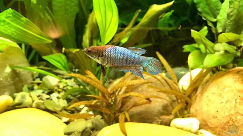 Die Hausherrin  von Jezzy (7)