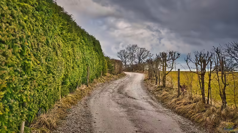 Die Hecke winterfest machen - Der große Gartenratgeber für Herbst und Winter