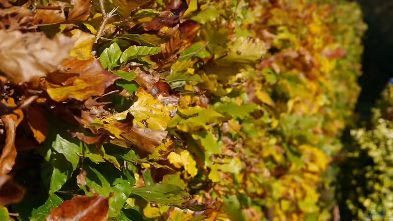 Die Hecke winterfest machen - Der große Gartenratgeber für Herbst und Winter