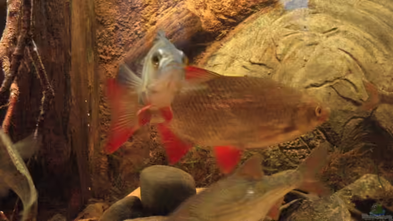 Die heimliche Prinzessin Rotfeder (ca. 25 cm) von Friedrich Tietze (21)