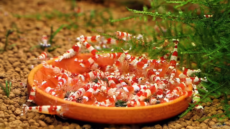 Die heiße Schlacht am kalten Buffet ;-))) von Micha (34)