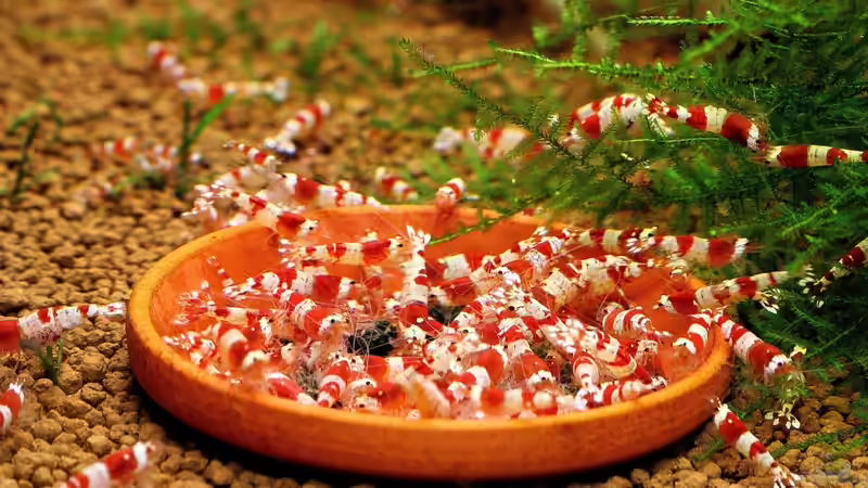 Die heiße Schlacht am kalten Buffet ;-))) von Micha (35)