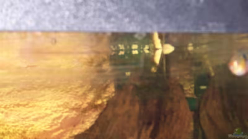 Die Heizung hinter der Wurzel von Alexander Pohl (9)