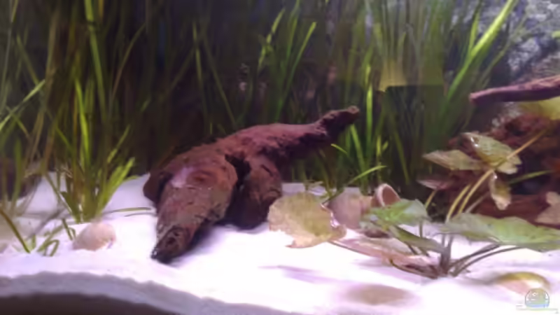 die helle Seite... von Chris (3)