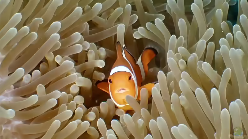 Die Herausforderung der Nachzucht von Meerwasserzierfischen