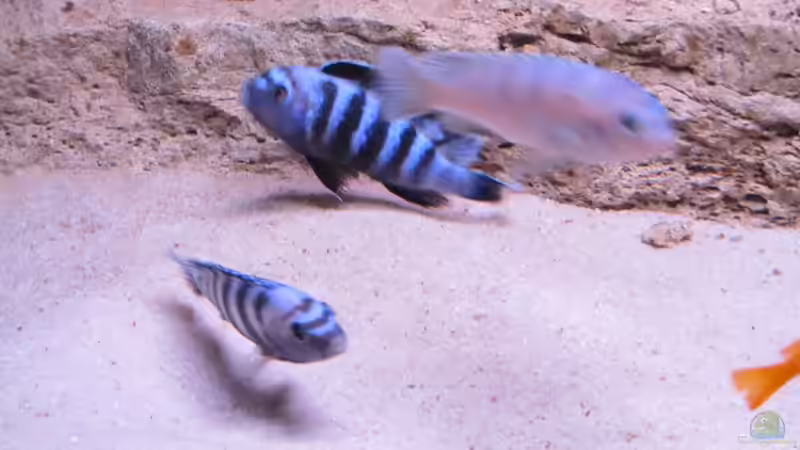 die Herren Saulosi am 2.Tag von aquamika (34)