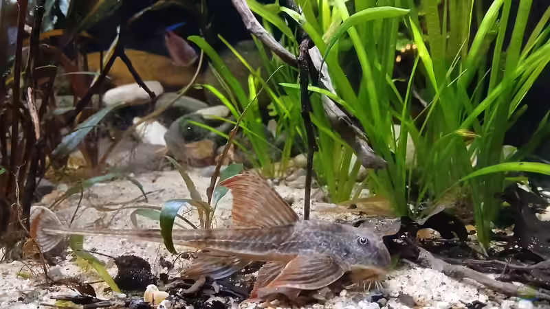 Die Hexe von Markus J. (18)