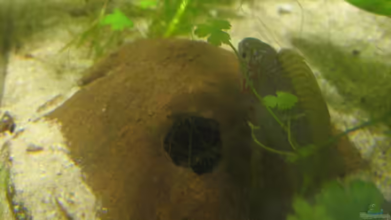 die Höhle auf der linken Seite, wird viel lieber angenommen von chrisi01 (8)