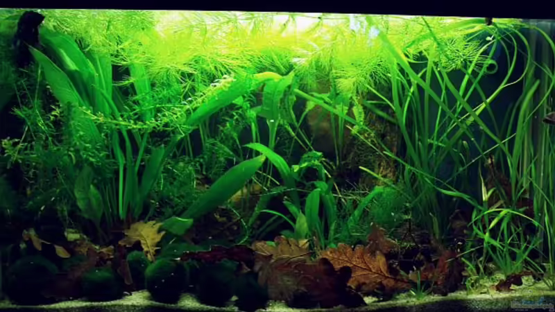 Die Höhle des Betta ... schummrig, friedlich, warm :-)