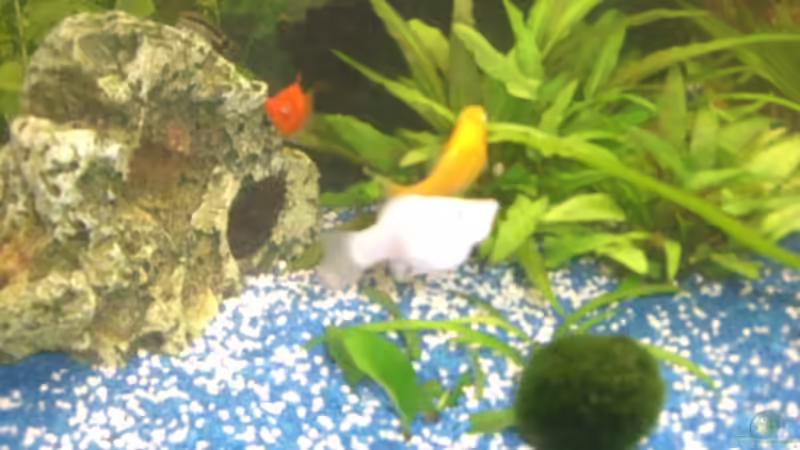 Die Höhle gehört nur Pety! von Lollipop (29)