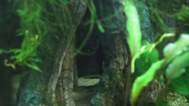 Die Höhle ist der Lieblingsplatz der Garnelen von Kocki (9)