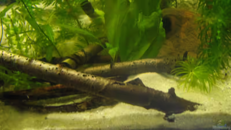 die Höhle wird nicht angenommen davor die Schwarzerlenäste von chrisi01 (7)