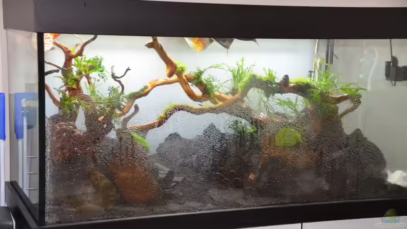 Die Hölzer wurden mit verschieden Pflanzen präpariert und müssen feucht bleiben von Gallius (20)