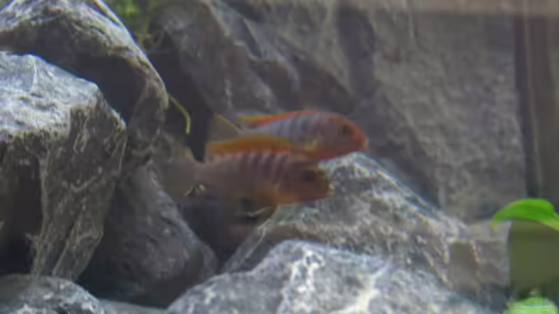 Die Hongi-Gang von BastiB (65)