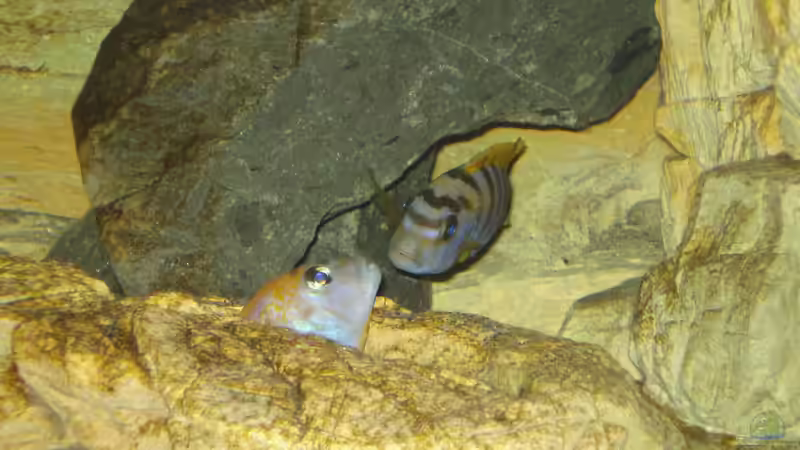 die Hongi Männchen haben etwas zu klären! von Sebastian O. (46)