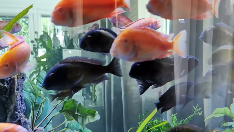 Die Horde von Ezi13 (6)