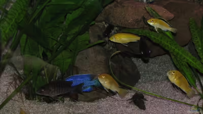 die HORDE von Schielefix (3)