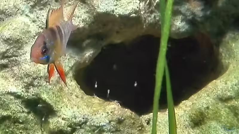 Die hübschen hatten den Umzug bedauerlicherweise nicht überstanden ???? von Lance Hardwood (80)