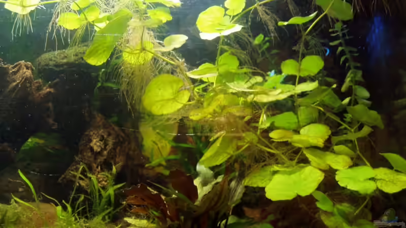 die Hydrocotyle - bietet mir den Schwimmpflanzenersatz von Milehigh H (5)