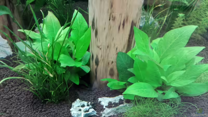 die Hygrophila Compact und die Lilaeonopsis von Torsten Bullmahn (31)