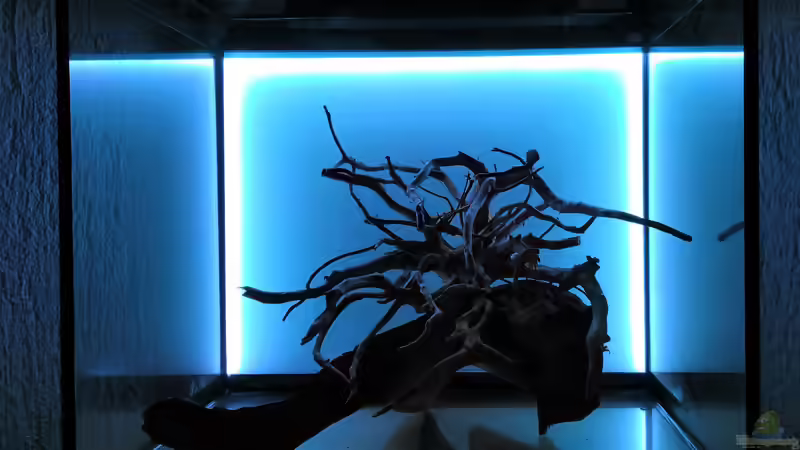 Die Idee  von Richard Haberkorn (3)