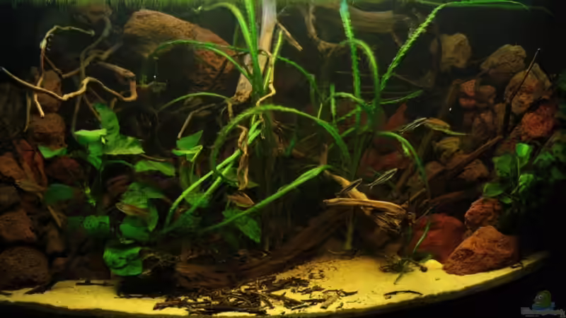 Die Idee der neuen Gestaltung eines Westafrika Biotops. von Bämbel (13)