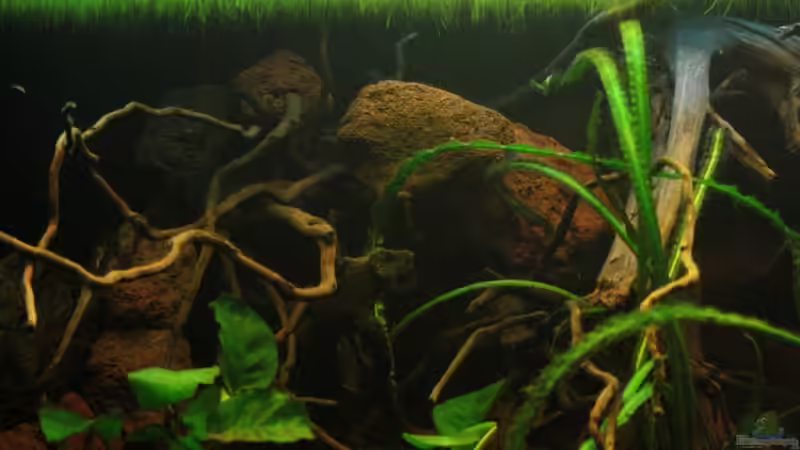 Die Idee eine Mischung von Stein und Wurzel, die eine Art Symbiose gemeinsam aufzeigen. von Bämbel (30)