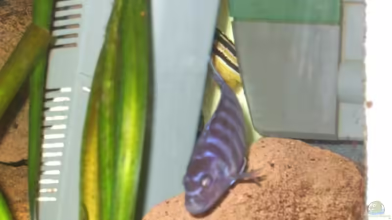 Die Innenfilter als Laichrevier,da gehts regelmäßig ab von Esslinger (14)