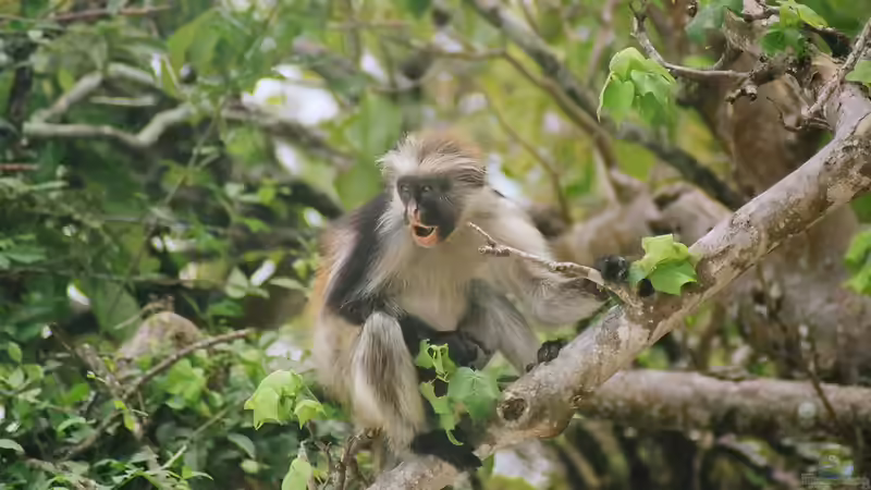 Die Inselgruppe Sansibar - Ein umfassender Leitfaden für Aquaristik- und Terraristikfreunde