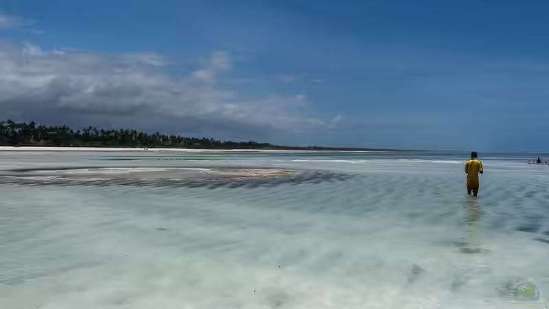 Die Inselgruppe Sansibar - Ein umfassender Leitfaden für Aquaristik- und Terraristikfreunde