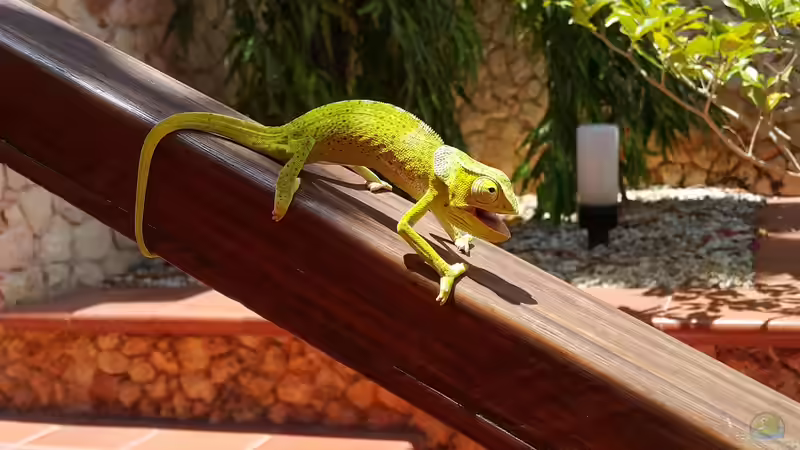 Die Inselgruppe Sansibar - Ein umfassender Leitfaden für Aquaristik- und Terraristikfreunde