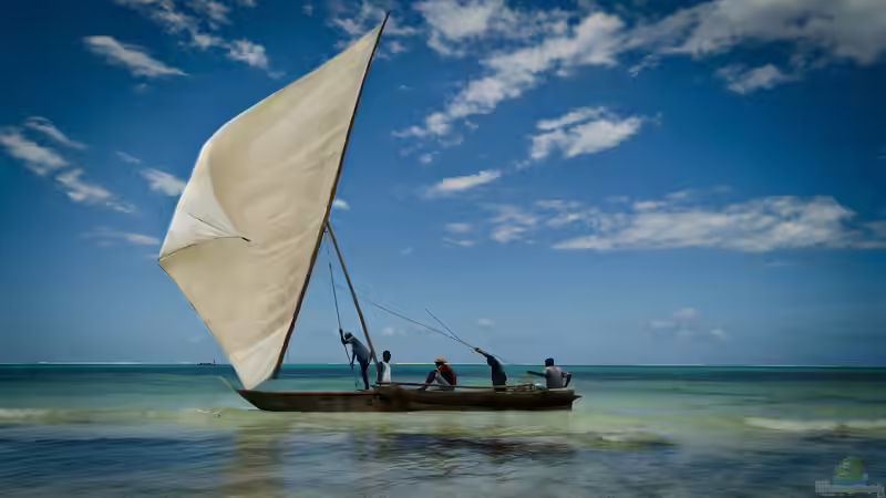 Die Inselgruppe Sansibar - Ein umfassender Leitfaden für Aquaristik- und Terraristikfreunde