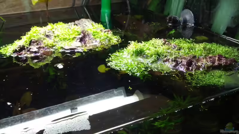 Die Inseln von Rabunz3l (9)